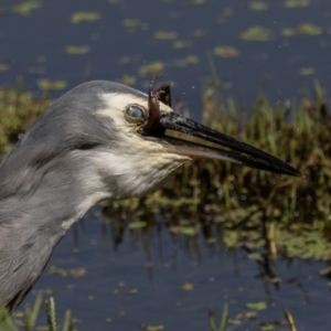 Egretta novaehollandiae at Jerrabomberra Wetlands - 1 Mar 2024