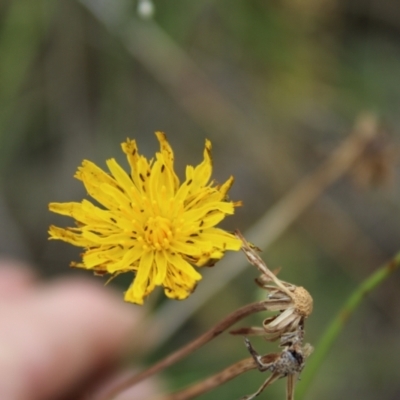 Thysanoptera (order) (Thrips) at Lawson Grasslands (LWG) - 26 Feb 2024 by maura