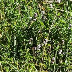 Mentha sp. (A Mint) at Jerrabomberra Wetlands - 3 Mar 2024 by Mike