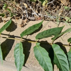 Ailanthus altissima (Tree-of-Heaven) at Symonston, ACT - 3 Mar 2024 by Mike