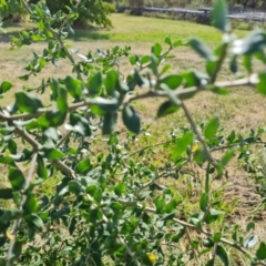 Lycium ferocissimum (African Boxthorn) at Fyshwick, ACT - 3 Mar 2024 by Mike