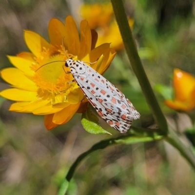 Utetheisa pulchelloides (Heliotrope Moth) at Harolds Cross, NSW - 3 Mar 2024 by MatthewFrawley