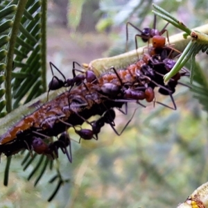 Jalmenus ictinus at Mount Majura - 18 Feb 2024