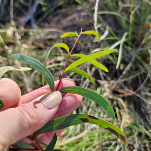 Eucalyptus mannifera subsp. mannifera at QPRC LGA - 3 Mar 2024