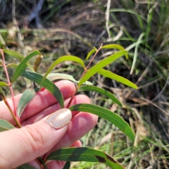 Eucalyptus mannifera subsp. mannifera at QPRC LGA - 3 Mar 2024 04:49 PM