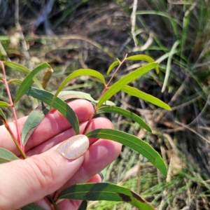 Eucalyptus mannifera subsp. mannifera at QPRC LGA - 3 Mar 2024