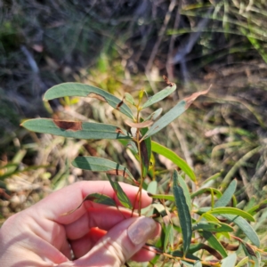 Eucalyptus mannifera subsp. mannifera at QPRC LGA - 3 Mar 2024 04:49 PM