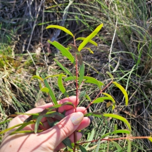 Eucalyptus mannifera subsp. mannifera at QPRC LGA - 3 Mar 2024