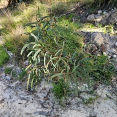 Eucalyptus mannifera subsp. mannifera at QPRC LGA - 3 Mar 2024