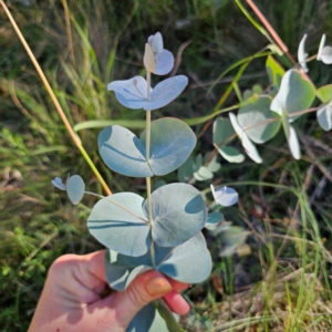 Eucalyptus rubida subsp. rubida at QPRC LGA - 3 Mar 2024