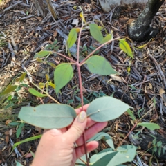 Eucalyptus dives at QPRC LGA - 3 Mar 2024