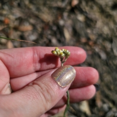 Pseudognaphalium luteoalbum (Jersey Cudweed) at QPRC LGA - 3 Mar 2024 by Csteele4