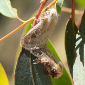 Doratifera pinguis at Magpie Hill Park, Lyneham - 3 Mar 2024 01:44 PM