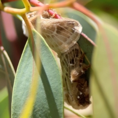 Doratifera pinguis at Magpie Hill Park, Lyneham - 3 Mar 2024 01:44 PM