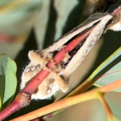 Doratifera pinguis at Magpie Hill Park, Lyneham - 3 Mar 2024 01:44 PM