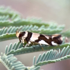 Macrobathra desmotoma at Magpie Hill Park, Lyneham - 3 Mar 2024