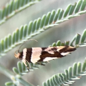 Macrobathra desmotoma at Magpie Hill Park, Lyneham - 3 Mar 2024