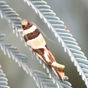 Macrobathra desmotoma at Magpie Hill Park, Lyneham - 3 Mar 2024 01:38 PM