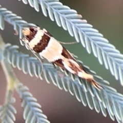 Macrobathra desmotoma at Magpie Hill Park, Lyneham - 3 Mar 2024