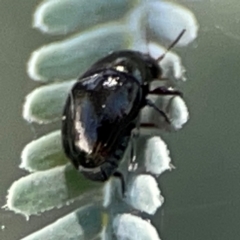 Chrysomelidae sp. (family) at Magpie Hill Park, Lyneham - 3 Mar 2024