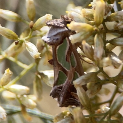 Cosmodes elegans (Green Blotched Moth) at Lyneham, ACT - 3 Mar 2024 by Hejor1