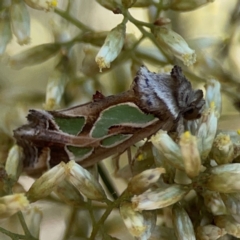 Cosmodes elegans at Magpie Hill Park, Lyneham - 3 Mar 2024 01:18 PM