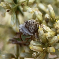 Cosmodes elegans at Magpie Hill Park, Lyneham - 3 Mar 2024 01:18 PM