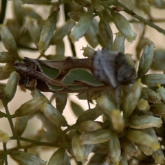 Cosmodes elegans at Magpie Hill Park, Lyneham - 3 Mar 2024 01:18 PM