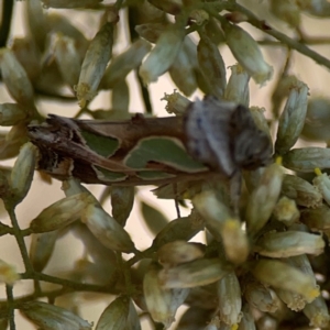 Cosmodes elegans at Magpie Hill Park, Lyneham - 3 Mar 2024