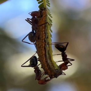 Jalmenus ictinus at Magpie Hill Park, Lyneham - 3 Mar 2024