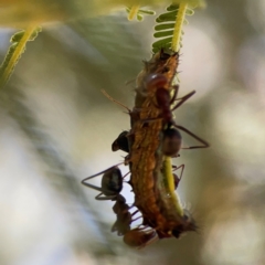 Jalmenus ictinus at Magpie Hill Park, Lyneham - 3 Mar 2024