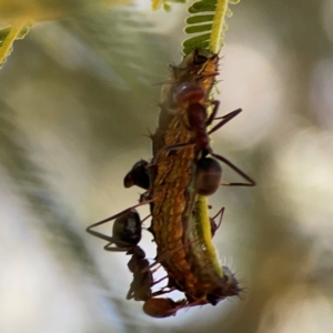 Jalmenus ictinus at Magpie Hill Park, Lyneham - 3 Mar 2024