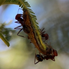 Jalmenus ictinus at Magpie Hill Park, Lyneham - 3 Mar 2024