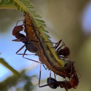 Jalmenus ictinus at Magpie Hill Park, Lyneham - 3 Mar 2024