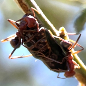 Iridomyrmex purpureus at Magpie Hill Park, Lyneham - 3 Mar 2024