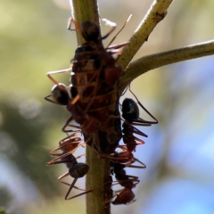 Iridomyrmex purpureus at Magpie Hill Park, Lyneham - 3 Mar 2024