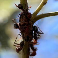 Iridomyrmex purpureus at Magpie Hill Park, Lyneham - 3 Mar 2024