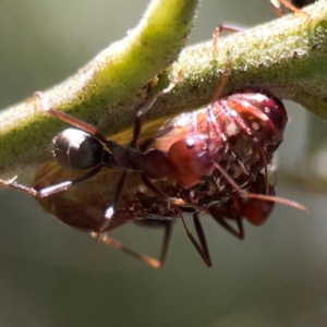 Jalmenus ictinus at Magpie Hill Park, Lyneham - 3 Mar 2024