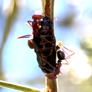 Jalmenus ictinus at Magpie Hill Park, Lyneham - 3 Mar 2024