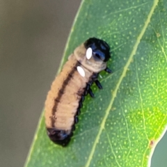 Braconidae (family) at Magpie Hill Park, Lyneham - 3 Mar 2024