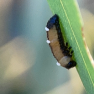 Braconidae (family) at Magpie Hill Park, Lyneham - 3 Mar 2024