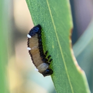 Braconidae (family) at Magpie Hill Park, Lyneham - 3 Mar 2024