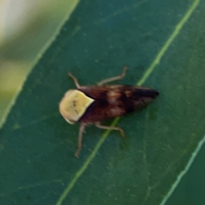 Brunotartessus fulvus at Magpie Hill Park, Lyneham - 3 Mar 2024