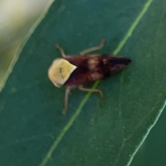 Brunotartessus fulvus at Magpie Hill Park, Lyneham - 3 Mar 2024