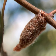 Lepidoptera unclassified IMMATURE (caterpillar or pupa or cocoon) at Magpie Hill Park, Lyneham - 3 Mar 2024 by Hejor1