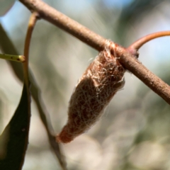 Lepidoptera unclassified IMMATURE moth at Magpie Hill Park, Lyneham - 3 Mar 2024