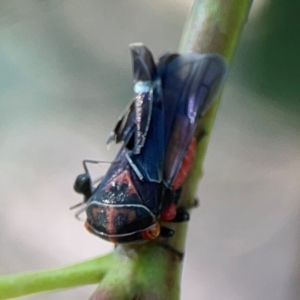 Formicidae (family) at Magpie Hill Park, Lyneham - 3 Mar 2024