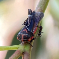 Eurymeloides pulchra (Gumtree hopper) at Magpie Hill Park, Lyneham - 3 Mar 2024 by Hejor1