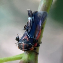 Eurymeloides pulchra at Magpie Hill Park, Lyneham - 3 Mar 2024 01:04 PM