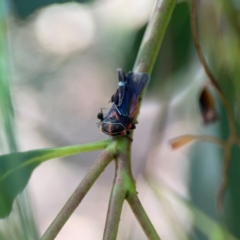 Eurymeloides pulchra at Magpie Hill Park, Lyneham - 3 Mar 2024 01:04 PM